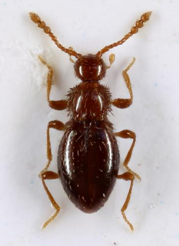 Euconnus chekiri