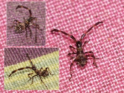 Coreus marginatus