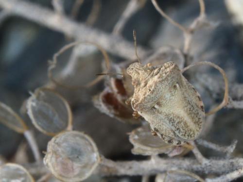 Leprosoma inconspicuum