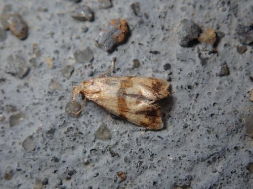 Réf. 214 918 : Phalonidia contractana