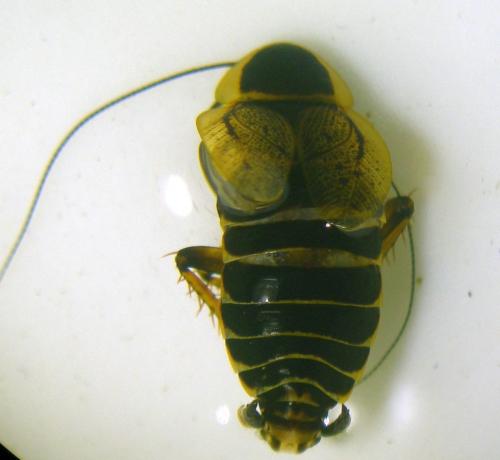 Ectobius sylvestris