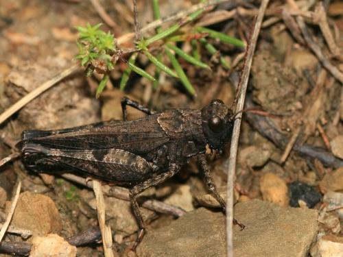 Réf. 214 421 : Celes variabilis variabilis