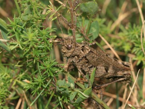 Réf. 214 211 : Celes variabilis variabilis