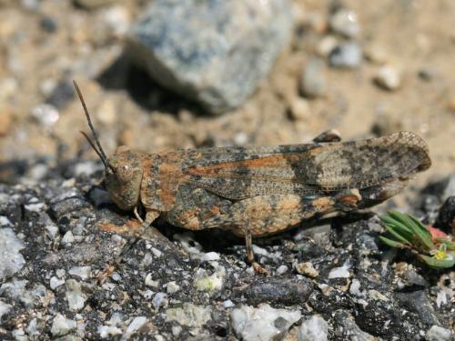 Réf. 214 213 : Oedipoda coerulea