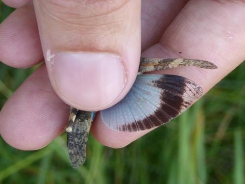Oedipoda coerulea