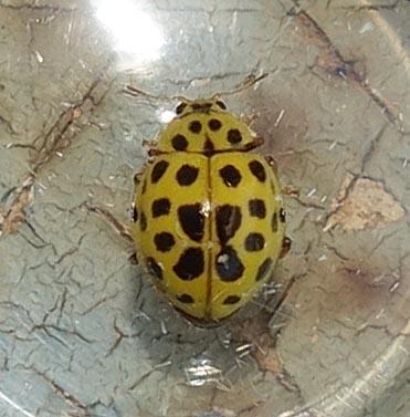 Réf. 214 037 : Psyllobora vigintiduopunctata