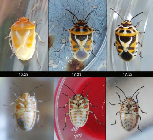Eurydema ornata