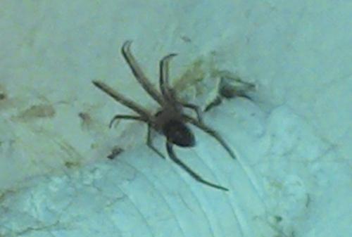 Steatoda grossa