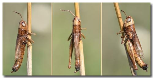 Euchorthippus declivus