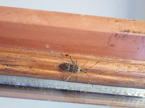 Leptoglossus occidentalis