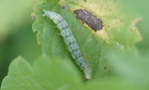 Réf. 214 455 : Pleuroptya ruralis