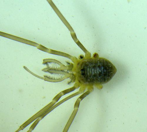 Dicranopalpus gasteinensis