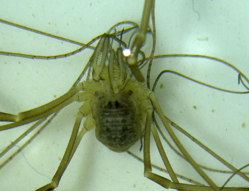 Dicranopalpus gasteinensis