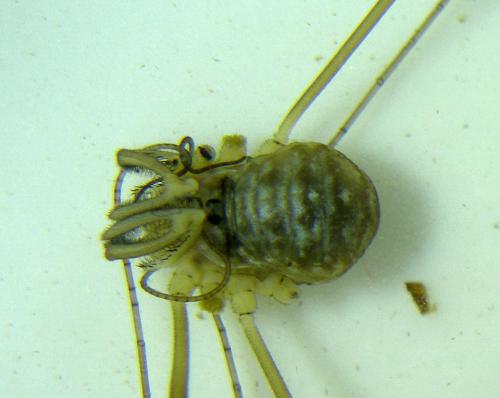 Dicranopalpus gasteinensis