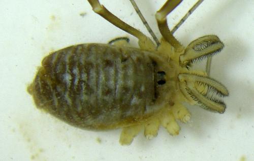 Dicranopalpus gasteinensis