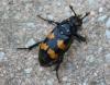 214485 – Photo : alain Roujas – France (31)