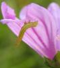 214289 – Photo : Christian Widmann – France (64)