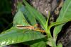 214288 – Photo : Didier Levasseur – Thaïlande