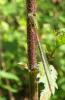 Ceriagrion tenellum