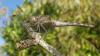 Sympetrum striolatum