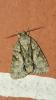 214867 – Photo : melchior Viallet – France (31)