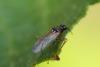 214368 – Photo : Pierre Duhem – France (63)