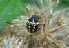 214780 – Photo : Bartolome Joseph – France (42)