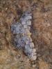214596 – Photo : Vincent VALLI – France (07)