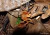 214526 – Photo : Jean Roger – Mayotte