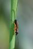 214819 – Photo : Didier Houbrechts – Belgique