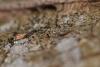 214226 – Photo : Matthias Colin – France (79)