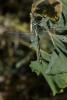 214258 – Photo : Bertrand Piney – France (44)