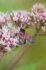 214409 – Photo : pierre juliand – France (07)