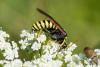 214891 – Photo : Bernard Saquet – France (48)