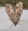 214969 – Photo : Matthias Colin – France (85)