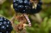 214017 – Photo : Bartolome Joseph – France (42)