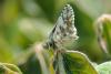 214361 – Photo : Olivier Pouvreau – France (37)