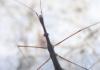 214118 – Photo : alain Roujas – France (31)