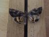 214244 – Photo : Limenitis78 – France (83)