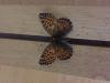 214248 – Photo : Limenitis78 – France (05)