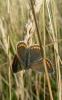 214357 – Photo : Christian Berquer – France (50)