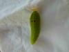 214071 – Photo : Romand CHARRON – France (07)