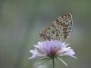 214329 – Photo : BourrinOman – France (83)