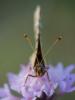 214330 – Photo : BourrinOman – France (83)
