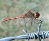 214460 – Photo : ORCHALLAN – France (44)