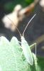 214450 – Photo : ORCHALLAN – France (44)