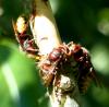 214507 – Photo : ORCHALLAN – France (44)