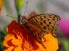214048 – Photo : Alain Gérard – Mongolie