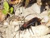 214259 – Photo : Sandor31 – France (11)