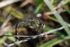214644 – Photo : André Prat – France (01)